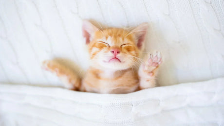 Comment enlever les poils de chat sur une couverture polaire